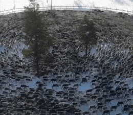 当 AI 活成了你的样子,而你活成了狗