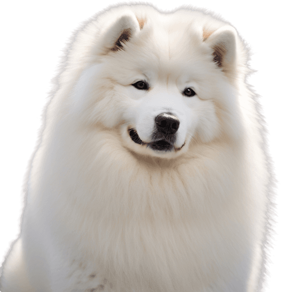 【AI代理】扣子上新图像流，要起飞了