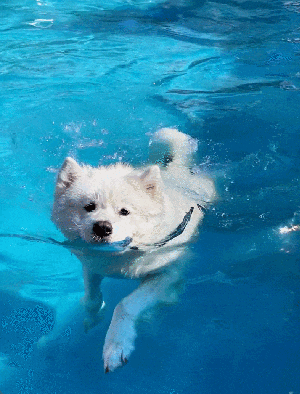 70万人争先体验!视频生成新王者「可灵AI」又双叒升级了