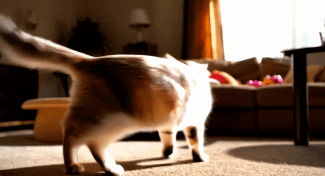 70万人争先体验!视频生成新王者「可灵AI」又双叒升级了