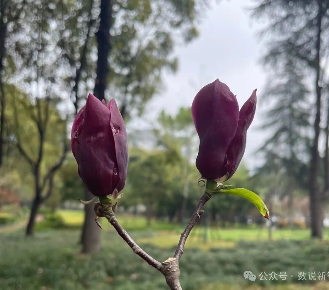 如何理解政务大模型?