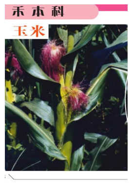 打破文本边界：如何进行多模态RAG评估