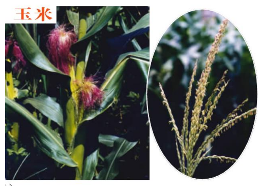 打破文本边界：如何进行多模态RAG评估