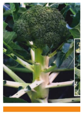 打破文本边界：如何进行多模态RAG评估