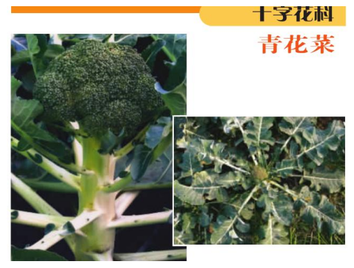 打破文本边界：如何进行多模态RAG评估