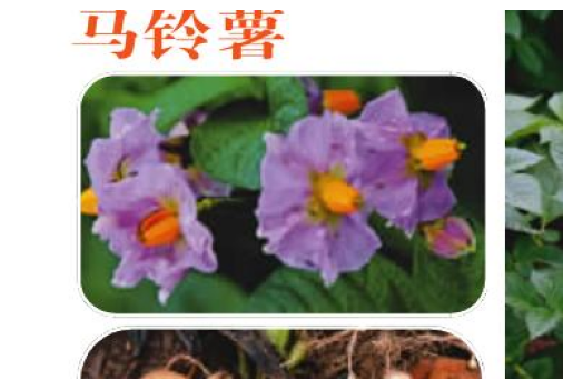 打破文本边界：如何进行多模态RAG评估