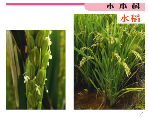 打破文本边界：如何进行多模态RAG评估