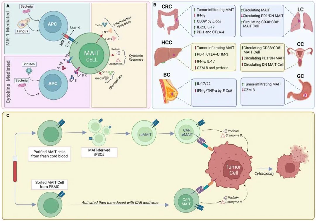 o1 pro “碾压式”洞察：世界顶尖免疫学专家被机器深度分析“惊醒”