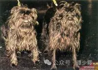 如何设计 AI 与人的交互?以及为什么真正的创新必然是集中式的?