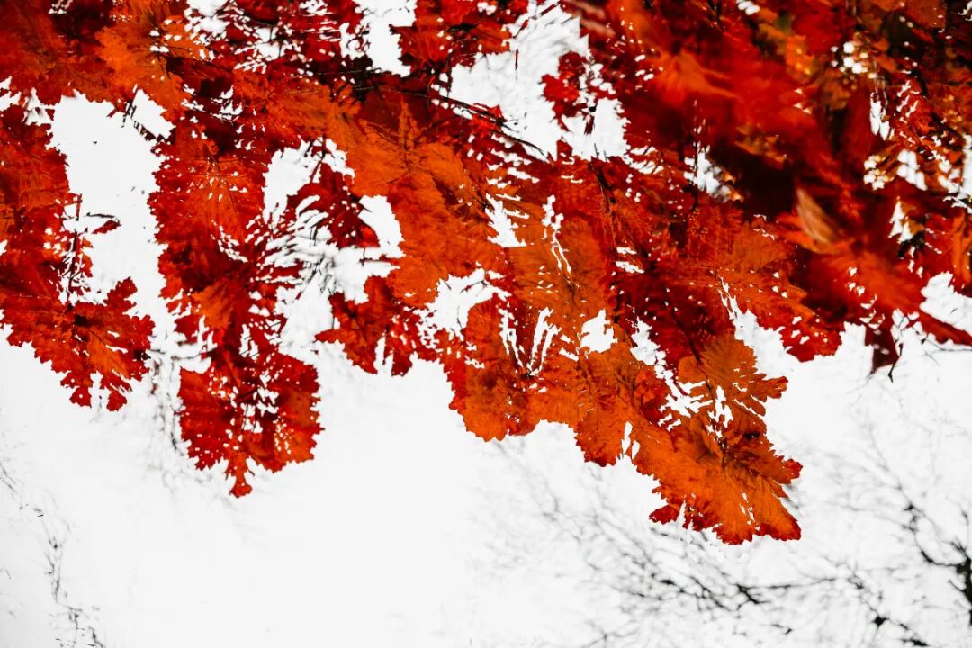 如果看了几篇Claude Skill文章还没看懂，看看这篇吧！