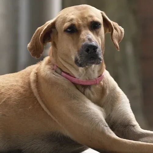 OpenAI 发布 GPT Image 1.5：全面升级