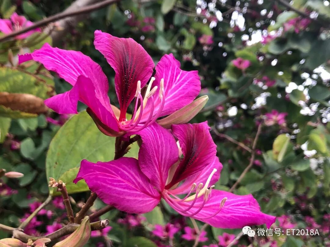 AA评语助手：给班主任的推荐